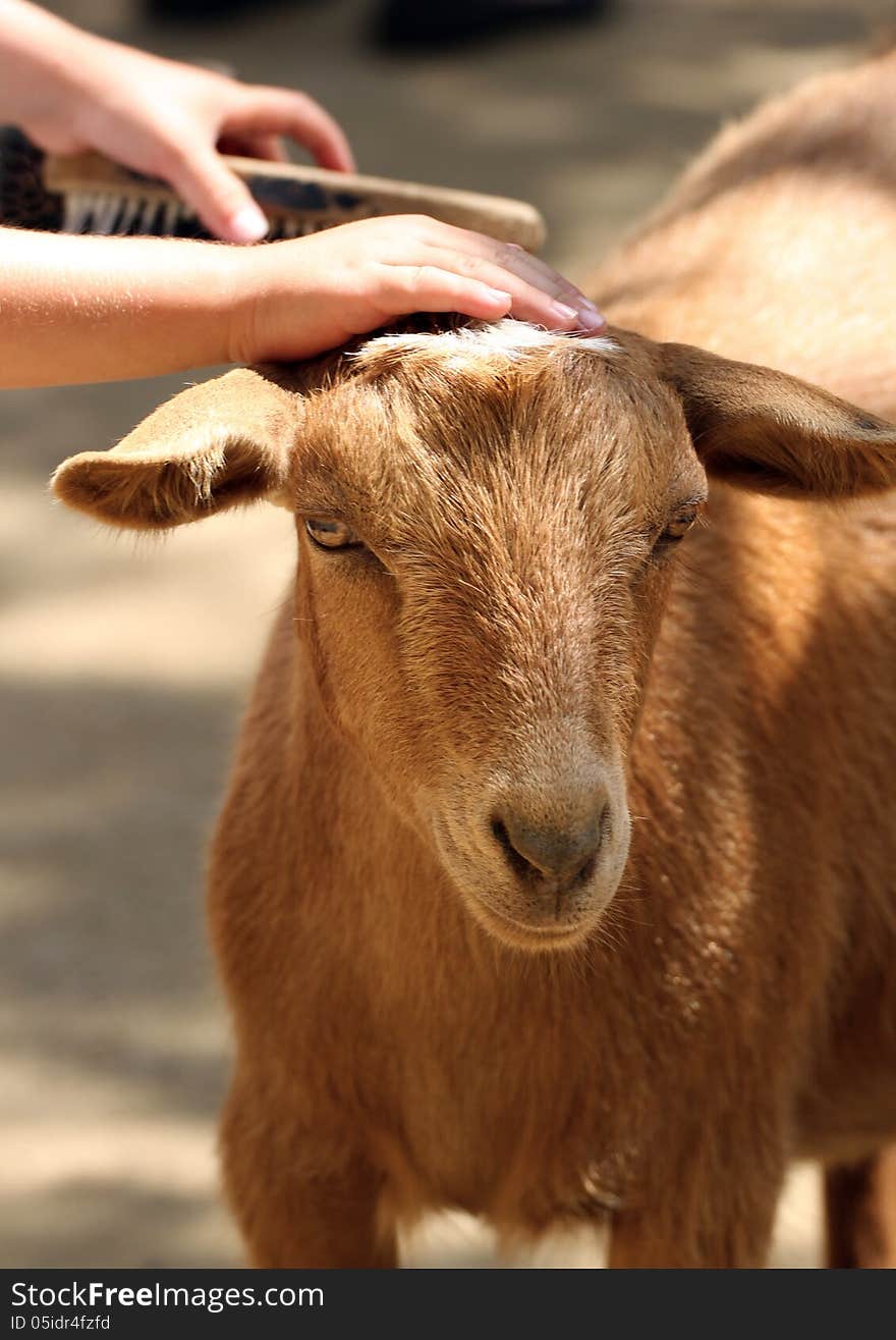 Children Petting And Grooming Domestic Goat