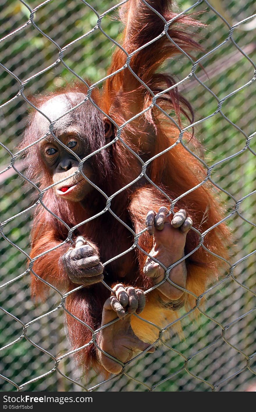 Baby Orang Utan Hanging On Zoo Fence. Baby Orang Utan Hanging On Zoo Fence