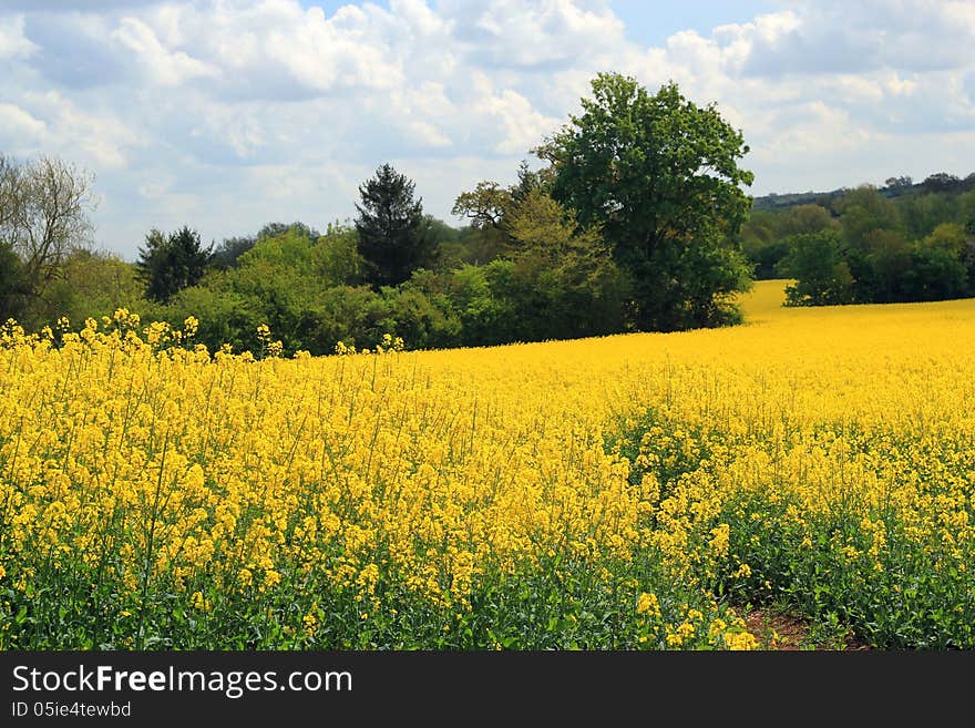 A yellow field in the summer with a tree background. A yellow field in the summer with a tree background.