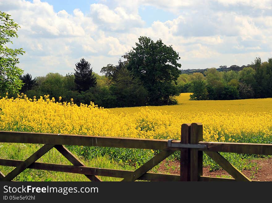 A view of a bright yellow field in the summer time. A foreground of a wooden gate, and trees in the background. A view of a bright yellow field in the summer time. A foreground of a wooden gate, and trees in the background.