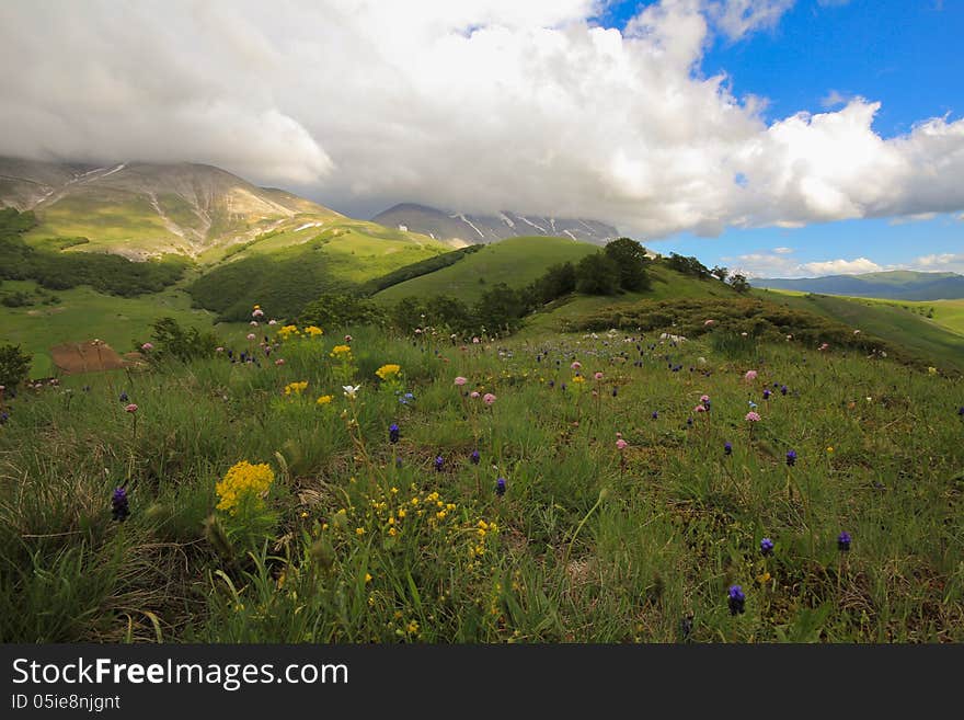 Spring landscape with flowers