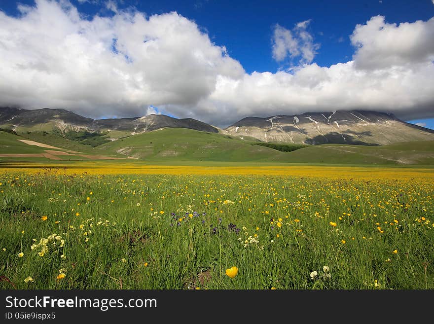 Carpet of yellow flowers in the spring