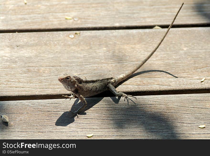 Lizard Iguana and her Shadow closeup on Plank Wood background. Lizard Iguana and her Shadow closeup on Plank Wood background