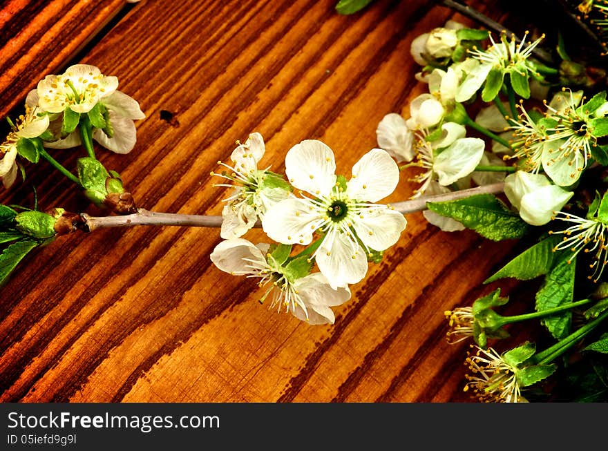 Cherry-Blossom on Wooden background