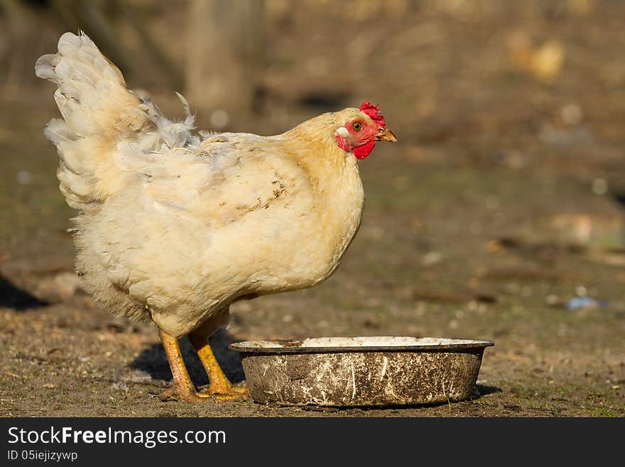 White chicken drinks a water