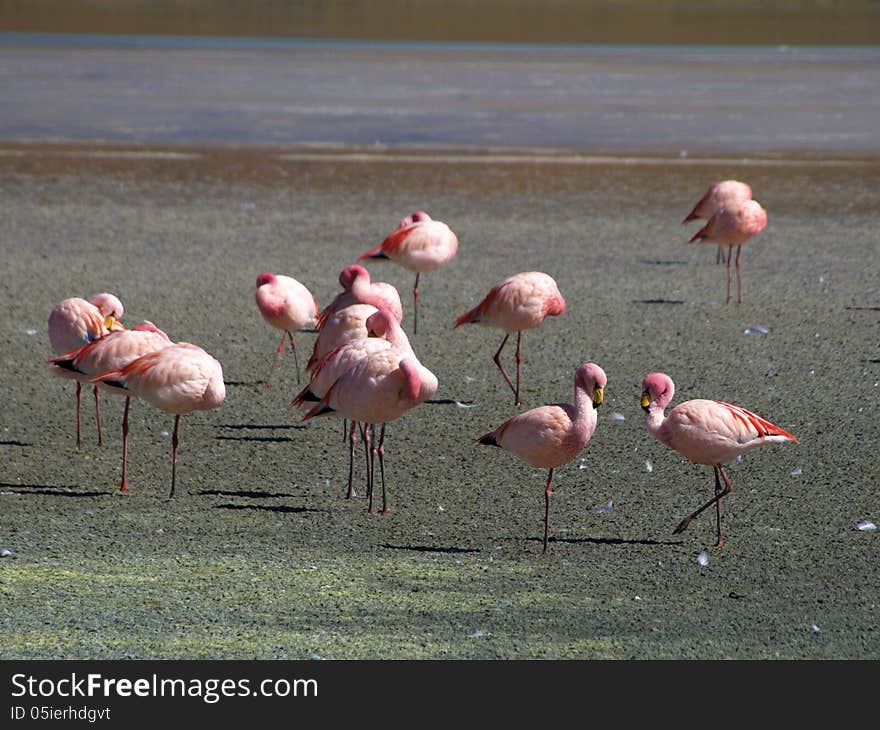 Flamingos