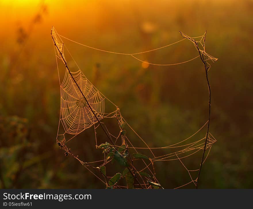 Spider Web