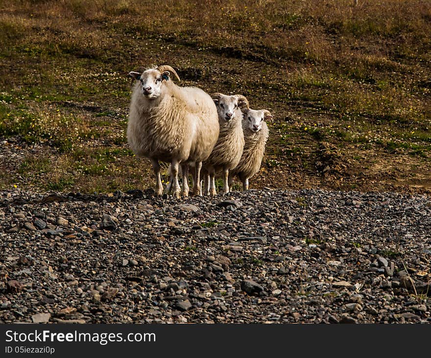 Three cute sheeps in Iceland. Three cute sheeps in Iceland