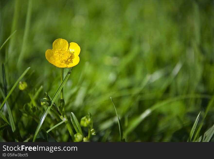 Close up of a yellow flower on a green field background