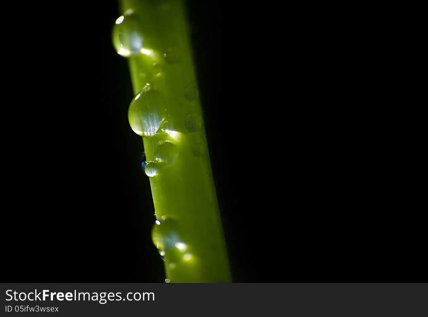 Zen background of water drops bathed by sun beams on a green stem