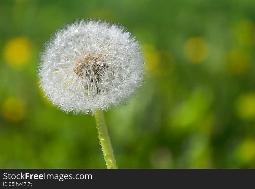 Dandelion on a green background