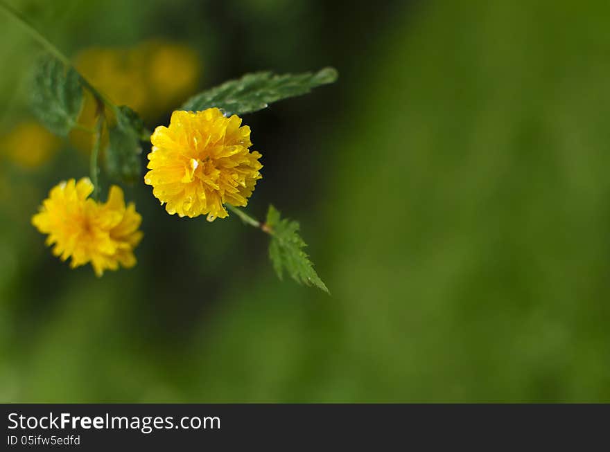 Close up of a yellow flower