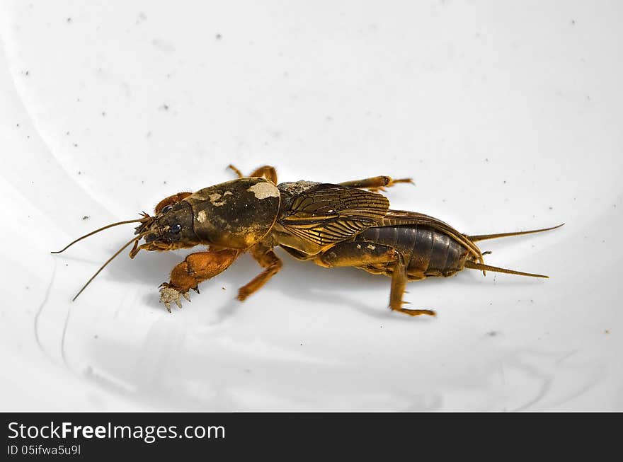 Mole cricket (gryllotalpa) on a light ceramic background. Mole cricket (gryllotalpa) on a light ceramic background