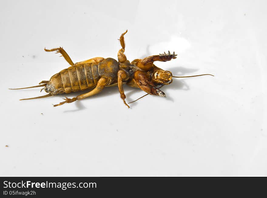 Mole cricket (gryllotalpa) on a light ceramic background. Mole cricket (gryllotalpa) on a light ceramic background