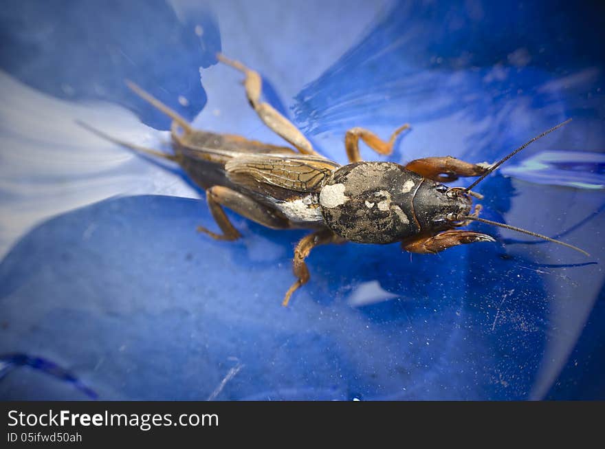 Mole cricket close up on a blue surface background