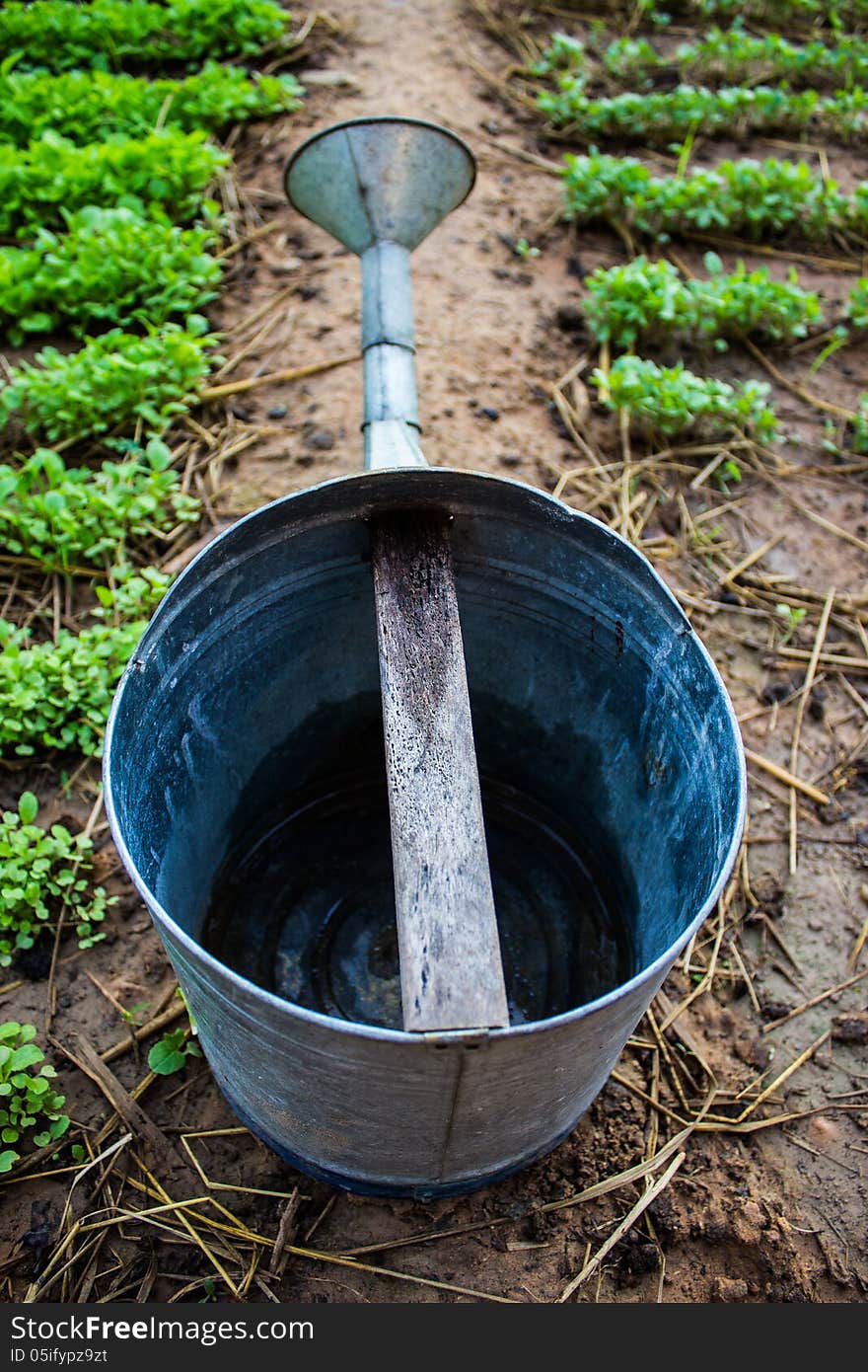 Watering vegetables and vegetables among the color green cabbages. Watering vegetables and vegetables among the color green cabbages