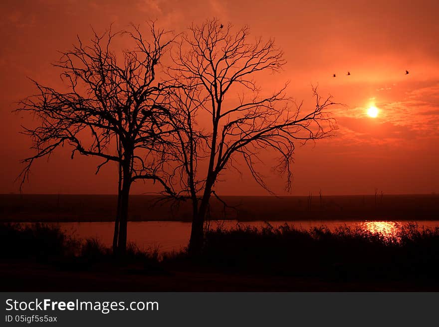 Sunrise with dead blue-gum trees stranding on the banks of a river.