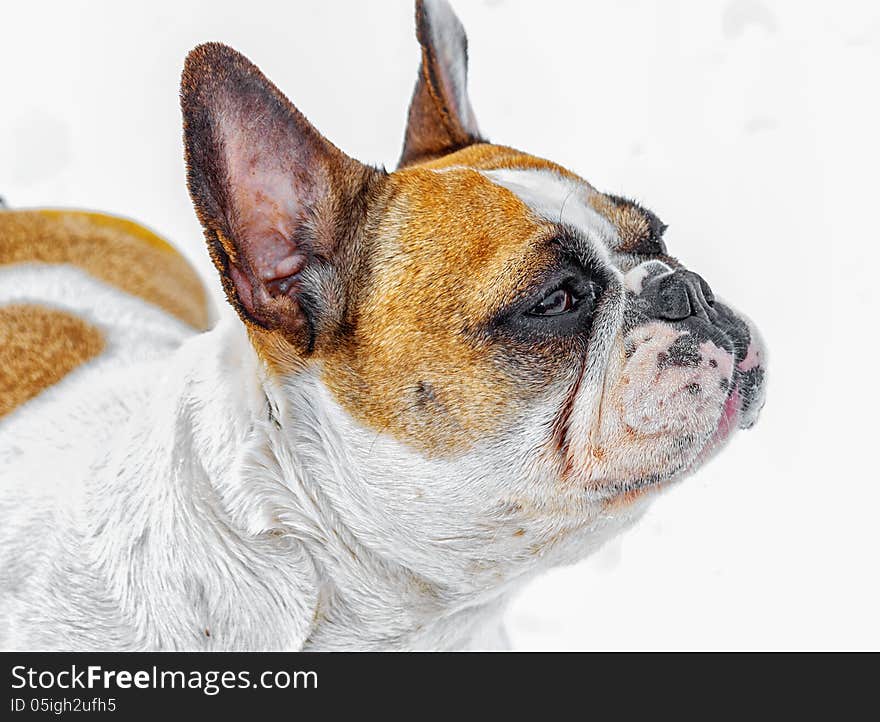 French Bulldog on snow. Vitebsk. Spring of 2013.