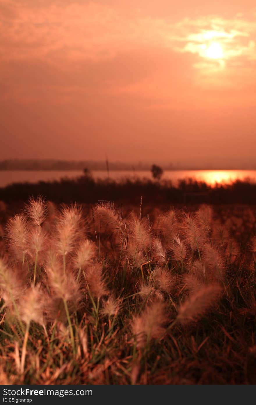 Grass glimmering in the rays of the rising sun. Grass glimmering in the rays of the rising sun.