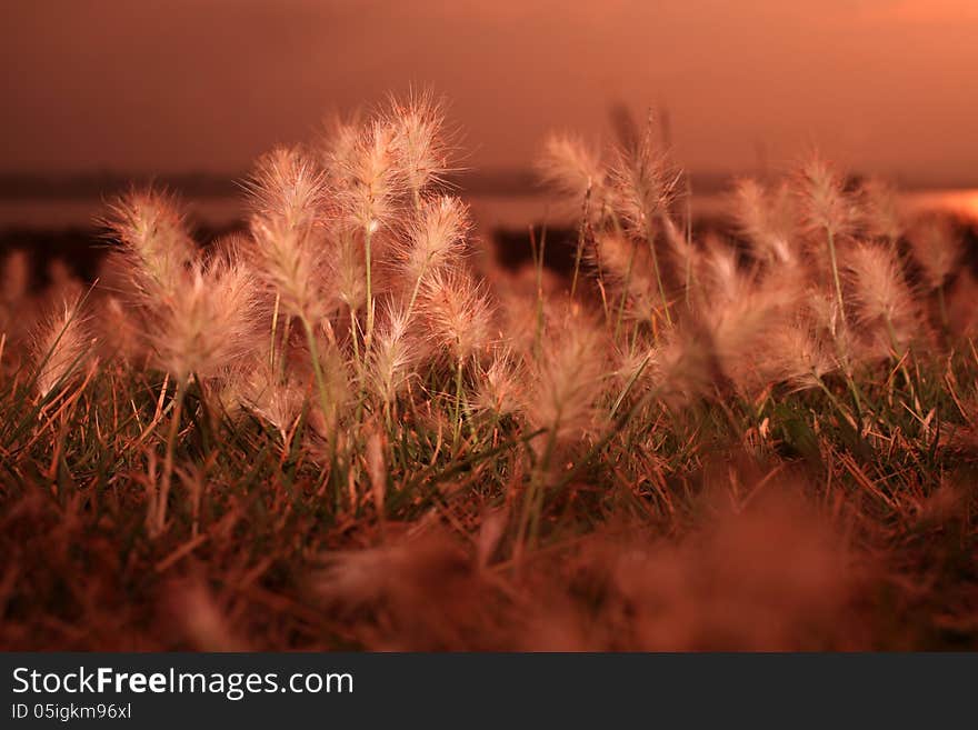 Grass glimmering in the rays of the rising sun. Grass glimmering in the rays of the rising sun.