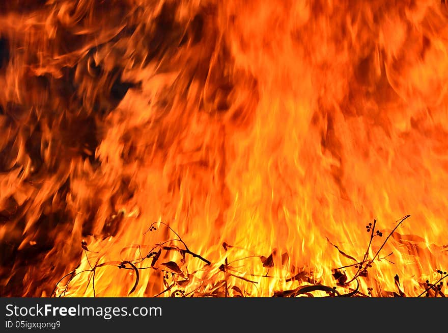 Close up burning fire with plant