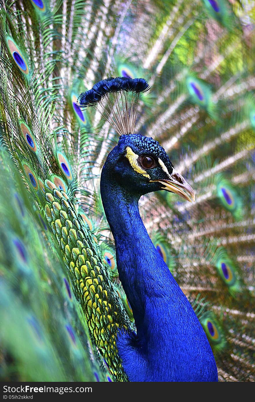 Peacock Spread tail-feathers showing off