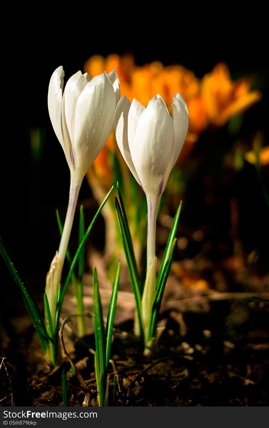 Flowers Of Spring