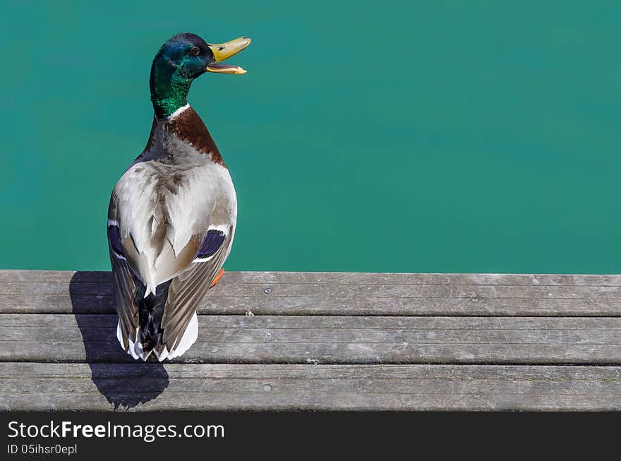 Duck on the dock