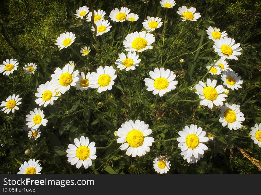 Lovely chamomile