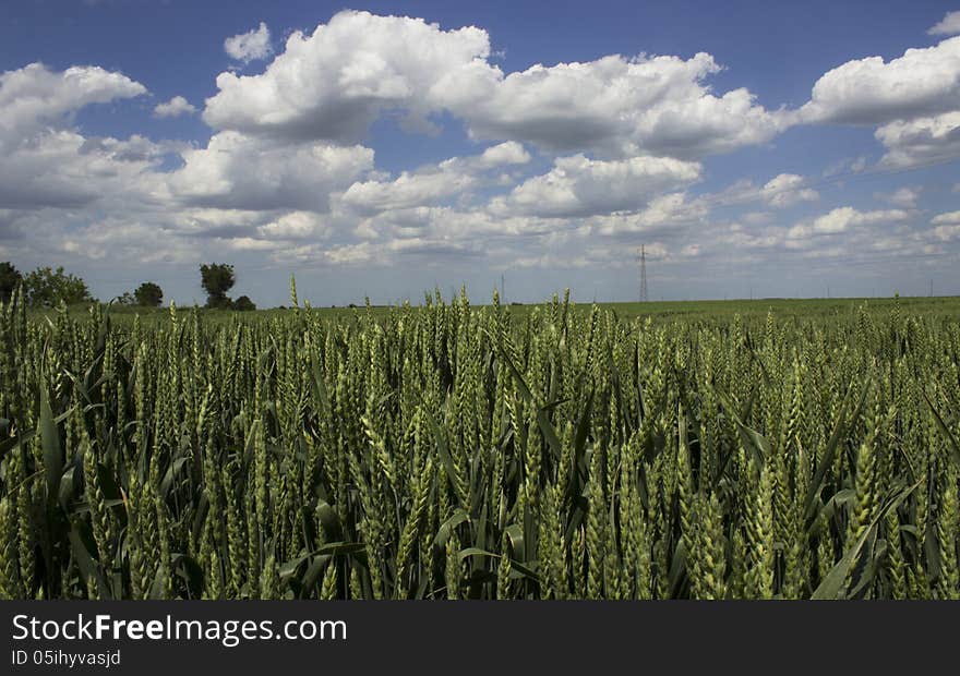 Grain field and blue sky