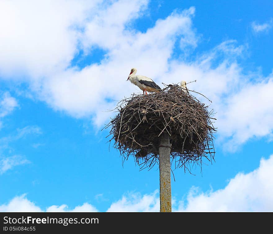 Storks came back to Lithuania, managed nesting. Storks came back to Lithuania, managed nesting