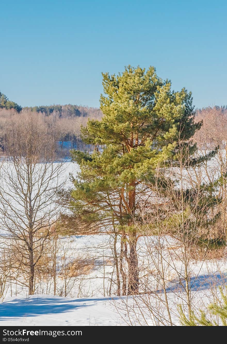 On the bank of the frozen lake.Letzy. Belarus. 2013.