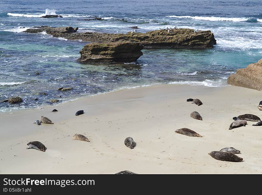 Seals relaxing on the beach in La Jolla. Seals relaxing on the beach in La Jolla