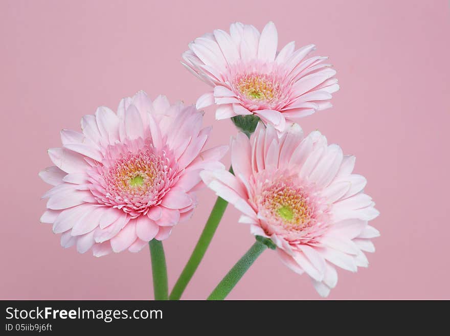 Three pink transvaal daisy isolated on a pink background