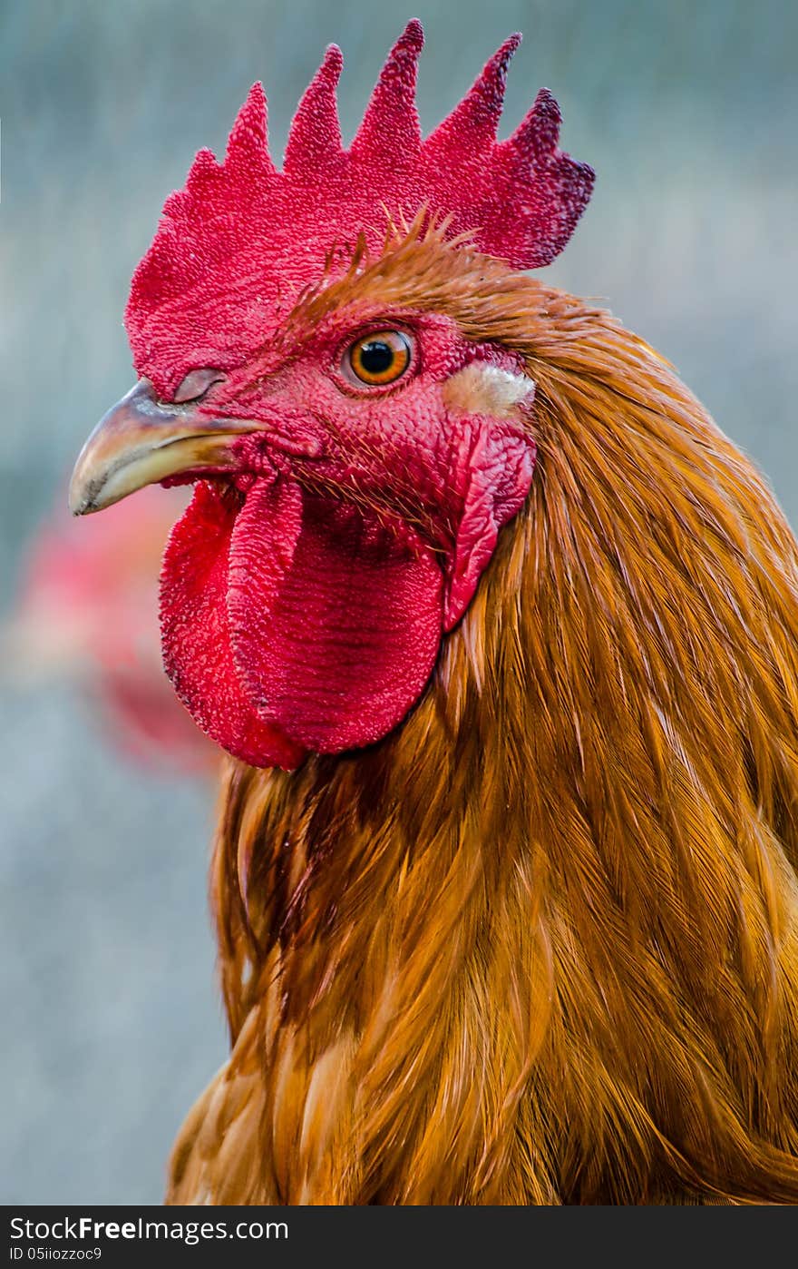 A beautiful red portrait. A beautiful red portrait