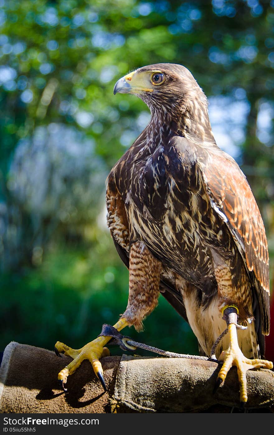 Stately portrait of a captive falcon held in a gloved hand in a wildlife sanctuary.