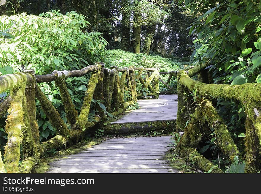 Wood bridge for people to walk into the forest