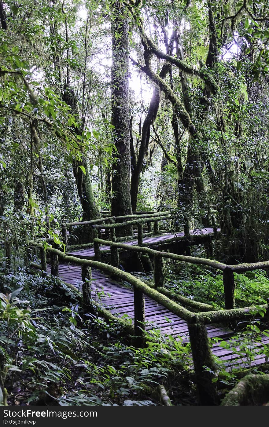 Wood bridge for people to walk into the forest