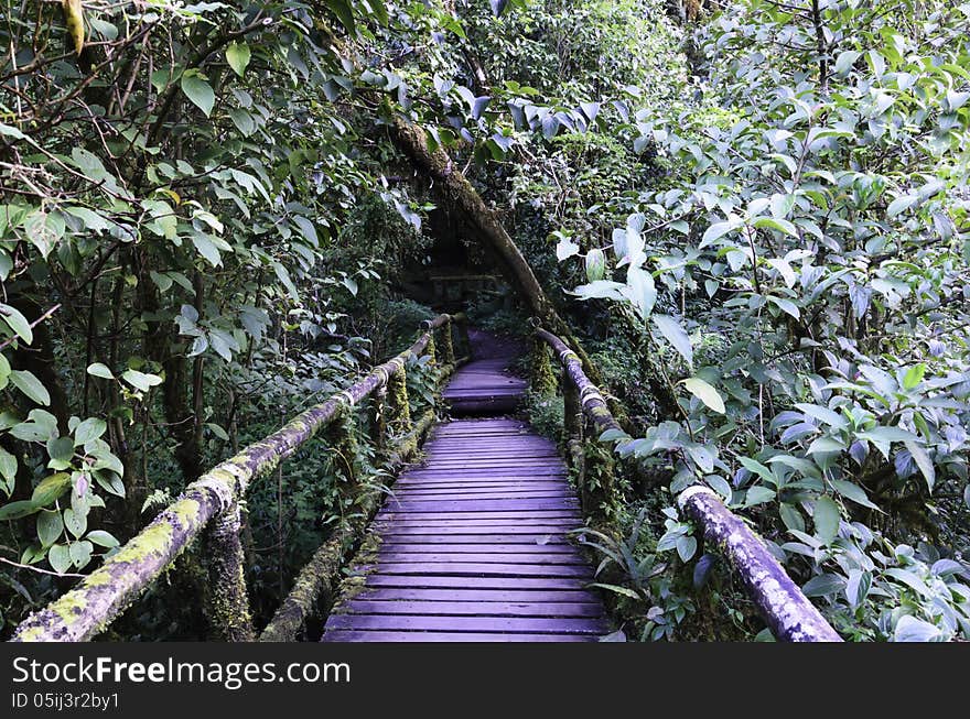 Wood bridge for people to walk into the forest