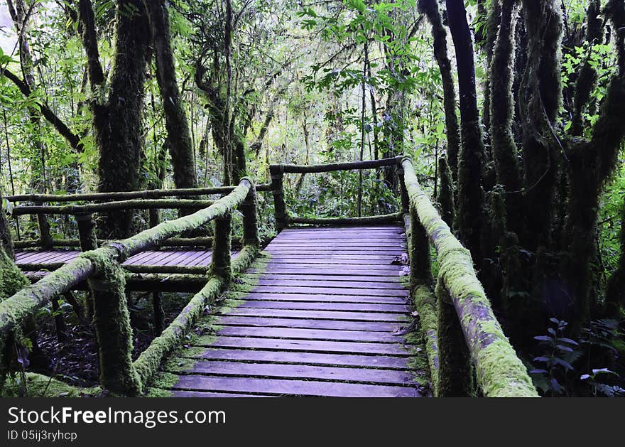 Wood bridge for people to walk into the forest