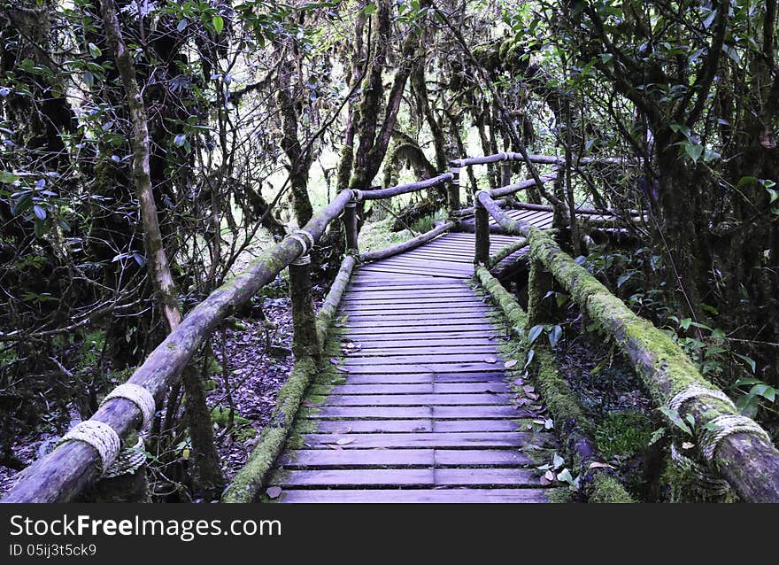 Wood bridge for people to walk into the forest