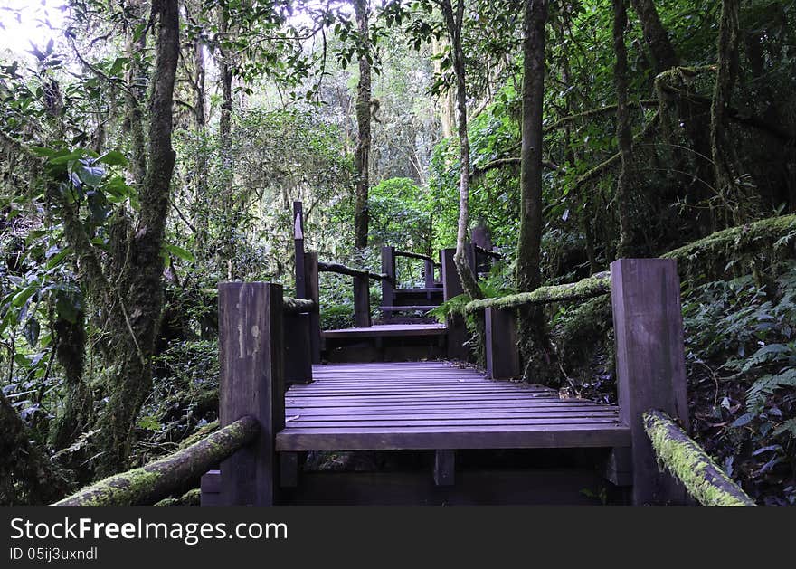 Wood bridge for people to walk into the forest