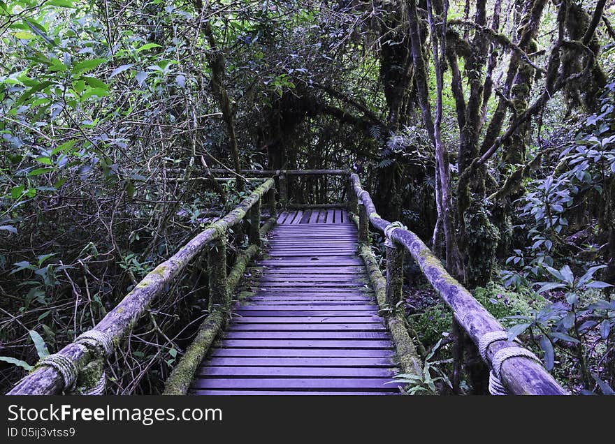 Wood bridge for people to walk into the forest