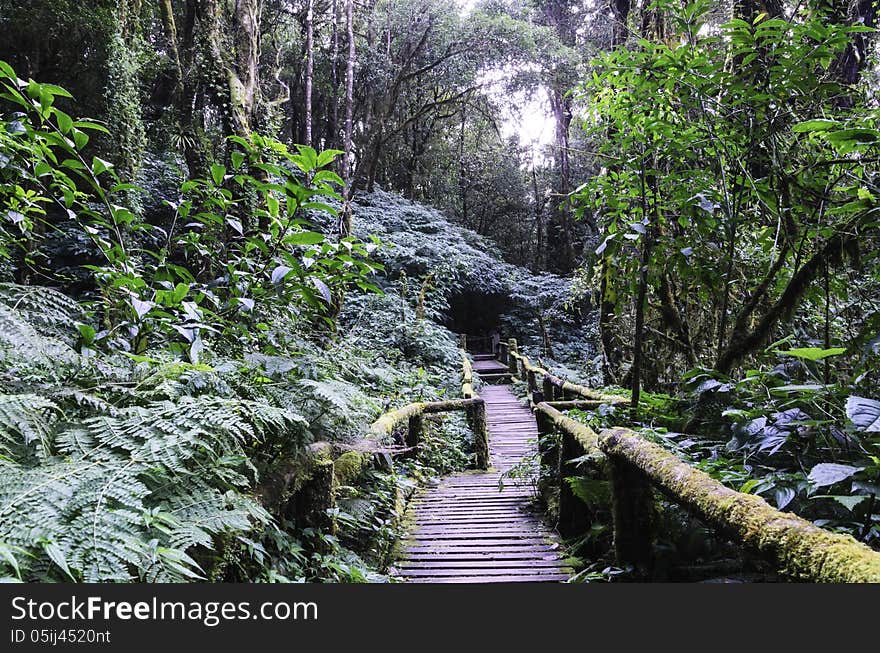 Wood bridge for people to walk into the forest