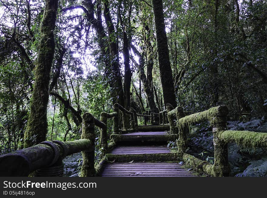 Wood bridge for people to walk into the forest