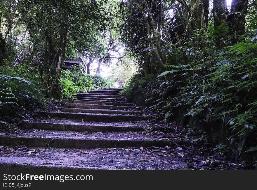 Entrance to the forest