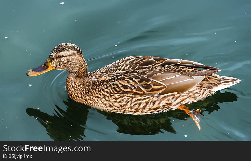 Female mallard duck. Spring in Minsk 2013 Belarus.