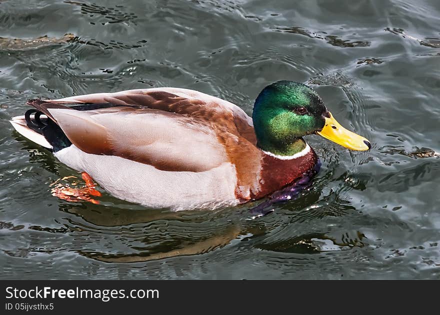 Male mallard duck in a pond.