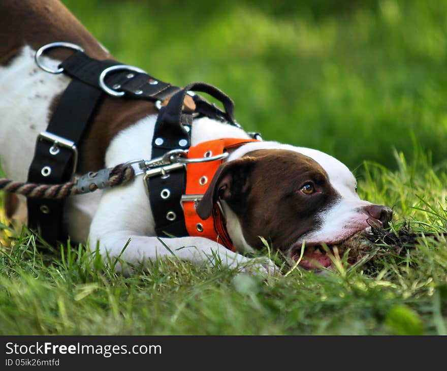 American pitbull terrier in tug of war.