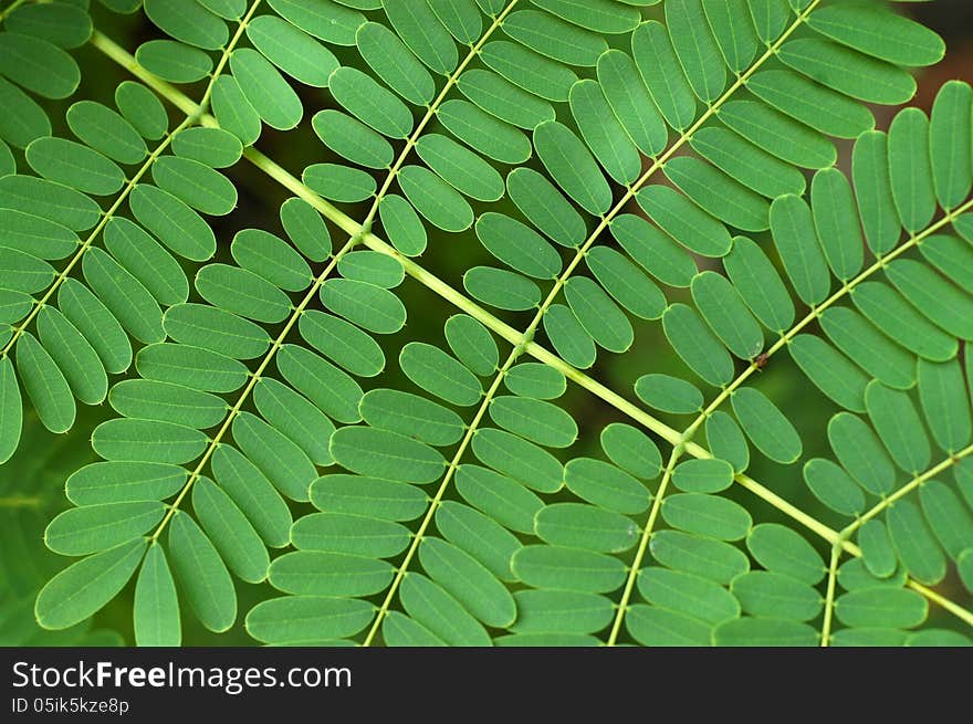 Abstract Background Texture Of Small Bracken Leaves. Abstract Background Texture Of Small Bracken Leaves